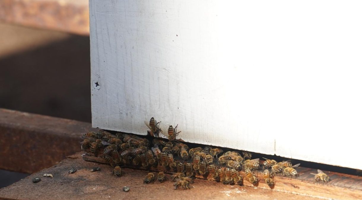 Abejas (1)