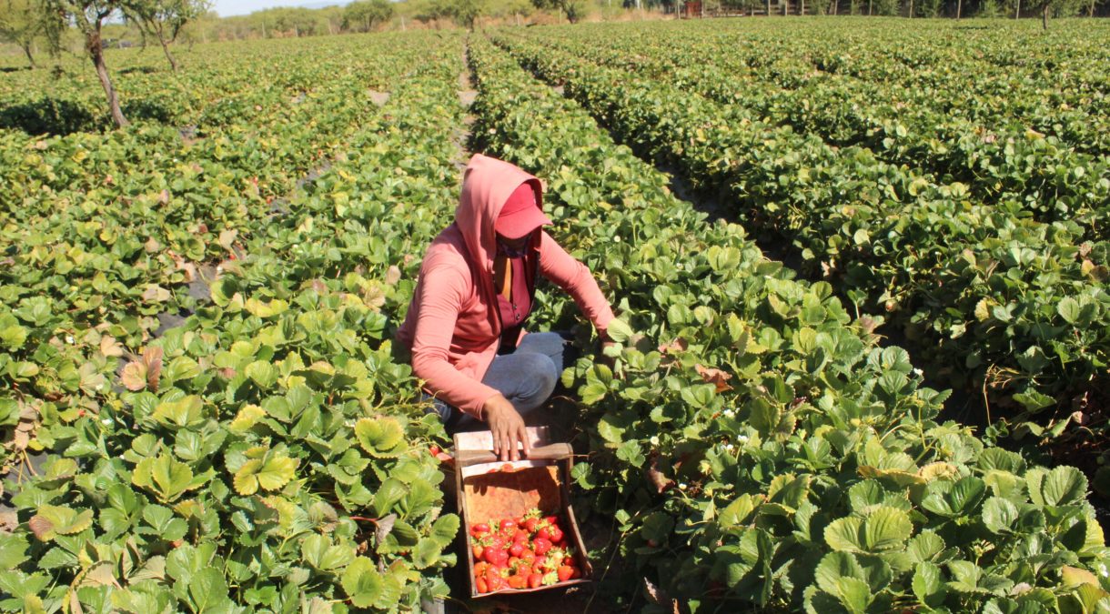 Ensayos del sistema biológico en plantaciones de frutilla
