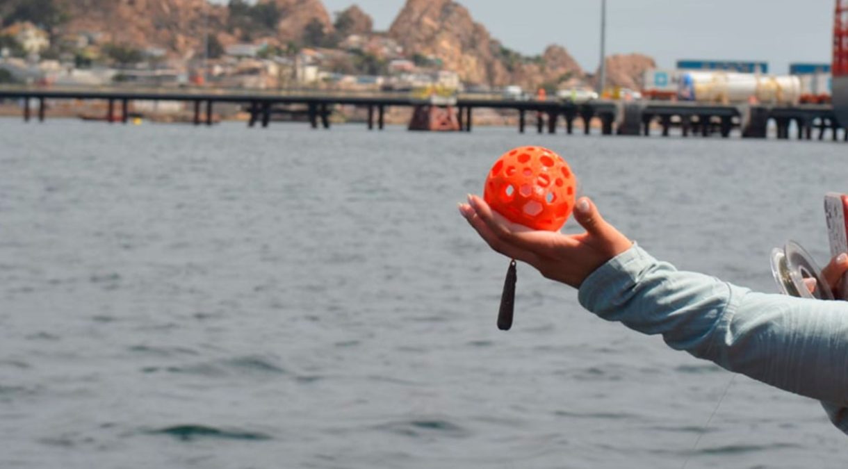 Investigador de la U. de La Serena utiliza una nueva forma de estudiar peces sin necesidad de capturarl