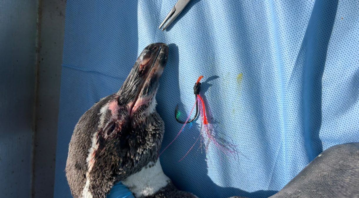 Pinguino al llegar al centro de rescate