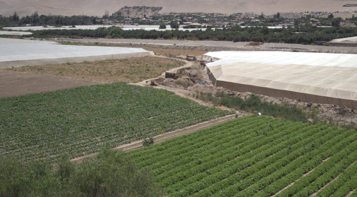 cultivos-en-desierto-2