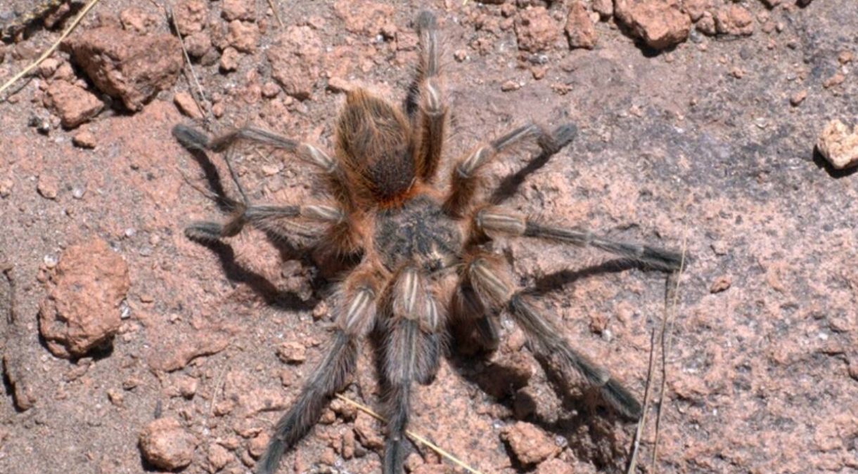 hallazgo-tarapaca-nueva-especie-tarantula-nombrada-honor-investigador-unap