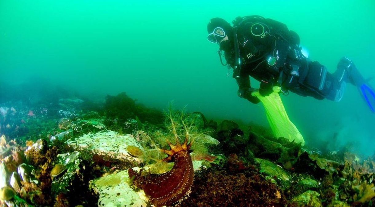 portada_uchile_buceo